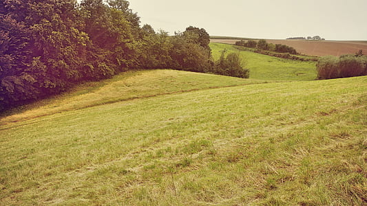Green Trees Photo thumbnail