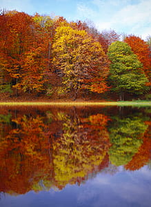 nature, art, water, forest thumbnail