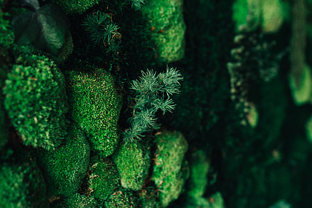 Close-ups of flowers and plants thumbnail
