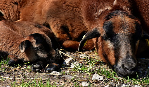 two close up of brown animals thumbnail