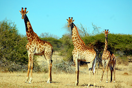three brown giraffes on forest thumbnail