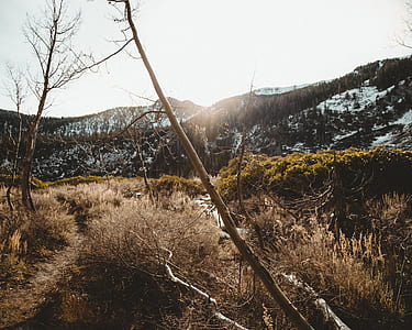 mountain surrounded trees thumbnail