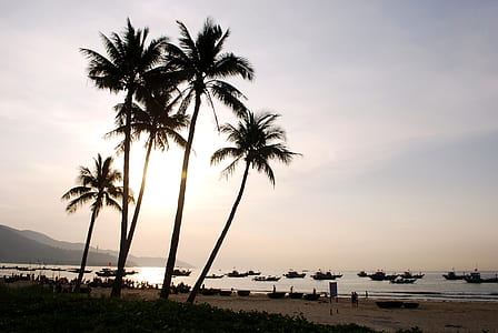 green palm trees thumbnail