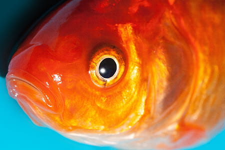 orange coi fish thumbnail