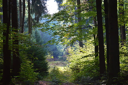 photography of forest during daytime thumbnail