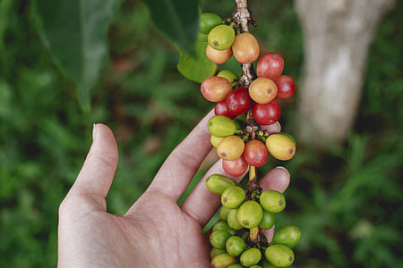 selective focus photography of person holding coffee beans thumbnail