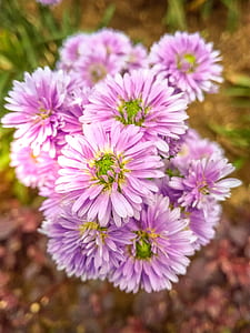 Purple Asters Closeup Photo at Daytime thumbnail