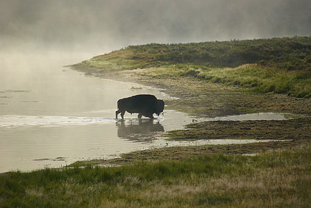 black bull in body of water beside green grasses thumbnail