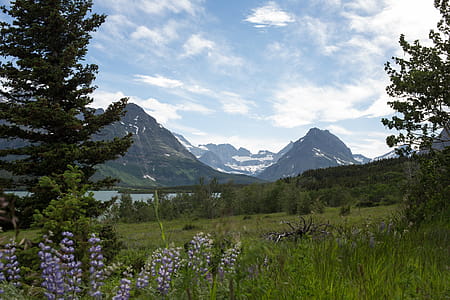 Mountain Landscape With Flowers Photo thumbnail