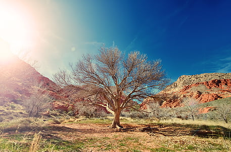 brown bare tree photo during daytime thumbnail
