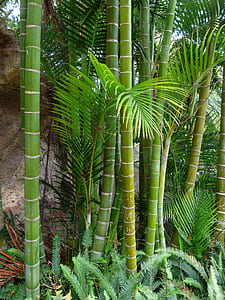 bamboo plant and Boston fern plants thumbnail