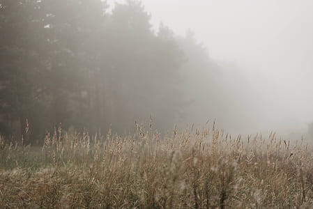 gray grass covered with fog thumbnail