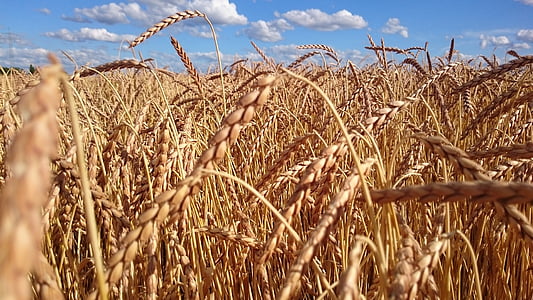 wheat field during daytime thumbnail