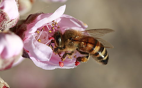 macro photography of bee pollinate thumbnail