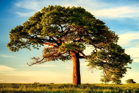 photo of green tree with green grasses under blue sky thumbnail