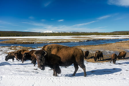 photo of brown bull on land thumbnail