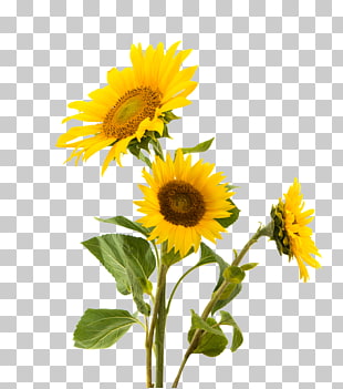 Sunflower seed Common sunflower Nut Gluten Snack, sunflowers, sunflowers PNG clipart