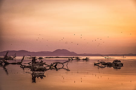 flock of birds flying near water and mountain during golden hour thumbnail