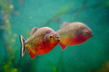 macro photography of red and brown fish on water thumbnail
