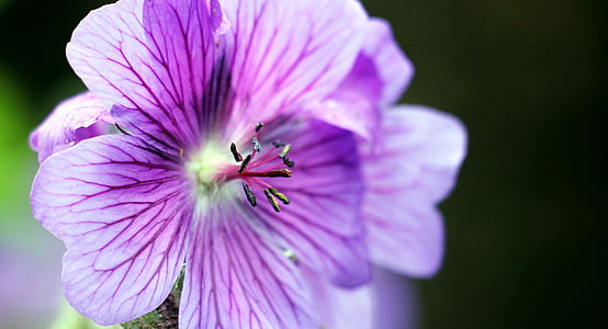 close-up photography of purple geraniums in bloom thumbnail