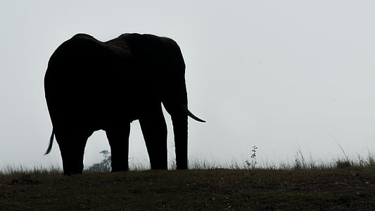 silhouette of elephant near grasses thumbnail