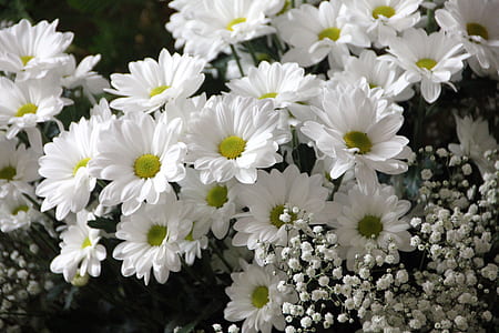 white Daisy flower thumbnail