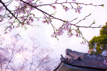 pink cherry blossom trees beside pagoda temple at daytimee thumbnail