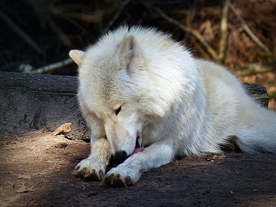 adult white wolf lying on the field during daytime thumbnail