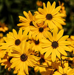 flower arrangement photography thumbnail