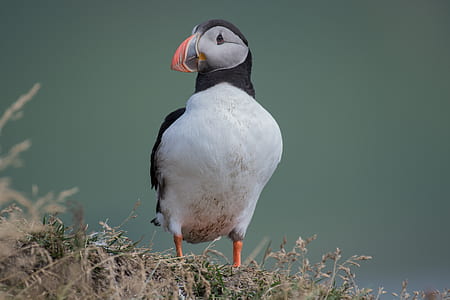 puffin bird standing on grass land thumbnail