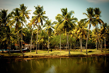 lake surrounded by coconuts thumbnail