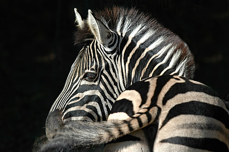 zebra with black background thumbnail