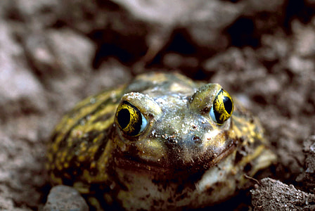 Couch's Spadefoot Toad - Scaphiopus couchii thumbnail