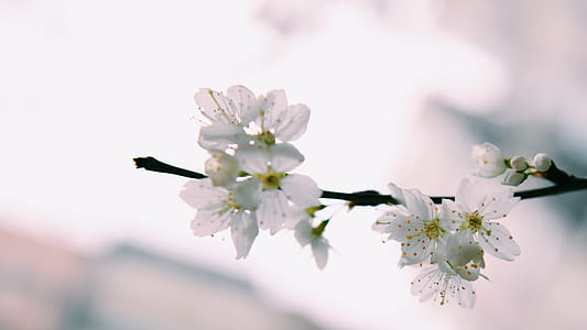 White Petaled Flowers thumbnail