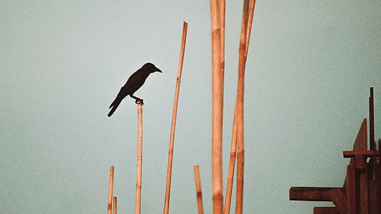 shallow focus photography of black crow on brown bamboo stick thumbnail