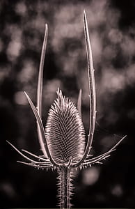 grayscale selective photography of sea holly flower thumbnail