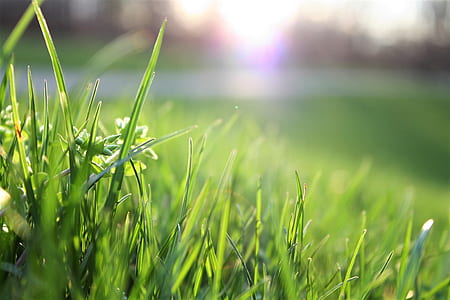 nature, garden, grass, lawn thumbnail