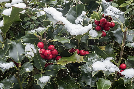 snow covered plant thumbnail