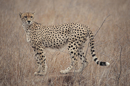 cheetah stands on brown grass field thumbnail