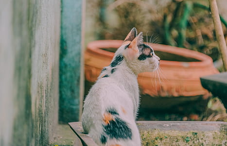 Calico Cat Beside Gray Wall thumbnail