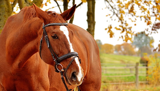 selective focus photo of brown and white horse thumbnail