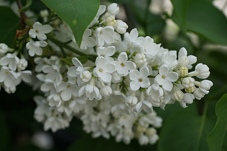 white lilac flower in selective focus photography thumbnail