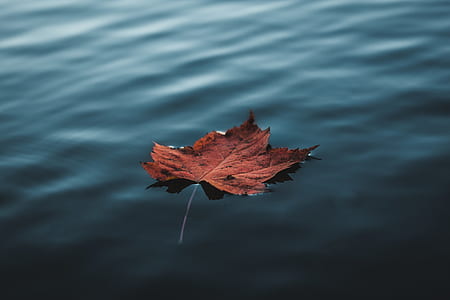 brown maple leaf floating on body of water during daytime thumbnail