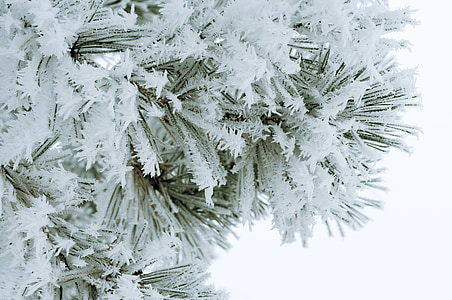 white leaf tree thumbnail
