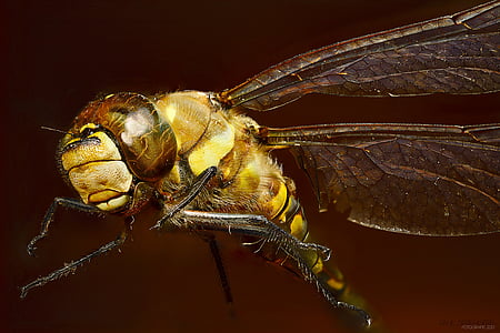 brown and gray dragonfly thumbnail
