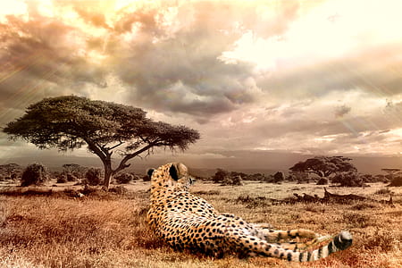 wildlife photo of brown and black cheetah lying on brown grasses thumbnail
