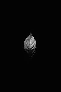 grayscale photography of leaf thumbnail
