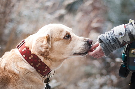 adult yellow Labrador retriever thumbnail