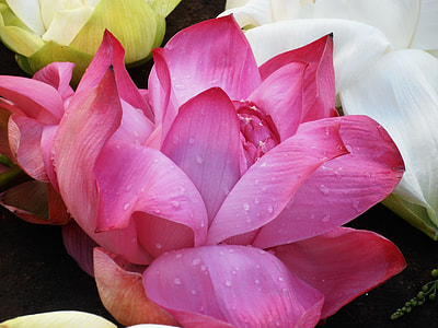 pink petaled flower thumbnail