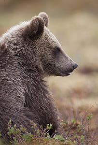 photo of grizzly bear thumbnail